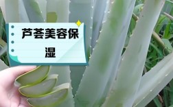 芦荟祛痘怎么用才有效？