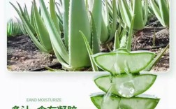 哪种芦荟能祛痘？