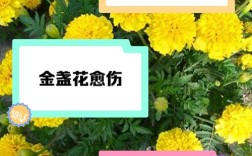 玫瑰金盏花真的能祛痘吗？