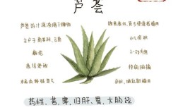 生芦荟叶子能直接祛痘吗？