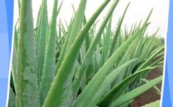 芦荟叶祛痘真的有效吗？这才是正确涂抹方法