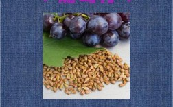 葡萄籽护肤品功效作用究竟有多强？