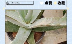 芦真能祛痘吗？视频里说的靠谱吗？