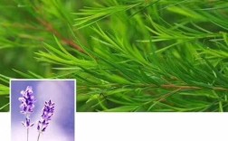 祛痘印，茶树和薰衣草哪个更有效？