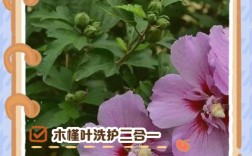 木槿花护肤功效具体有哪些？