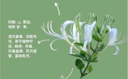 金银花护肤功效和作用具体有哪些？