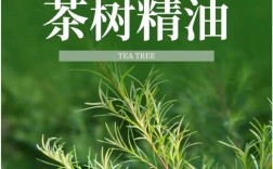 茶树精油祛痘真有那么神吗？