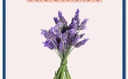 薰衣草精油祛痘最快方法是什么？