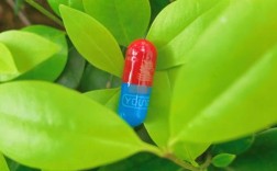 祛痘养颜排毒，吃什么药最有效？