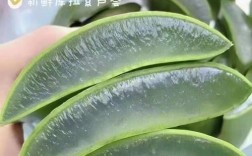 绿茶芦荟能祛痘印吗？