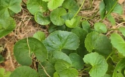 哪些植物能消肿祛痘？