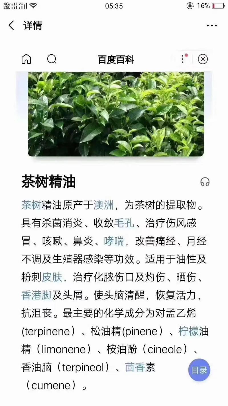 茶树精油稀释后祛痘，这样用才有效吗？-图2