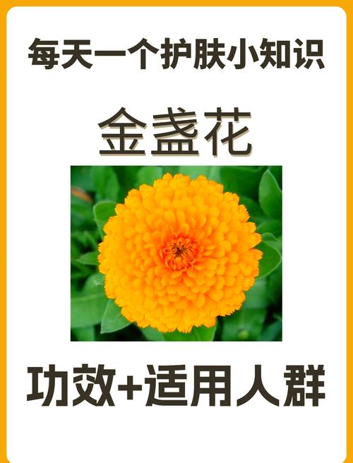 金盏花护肤品到底有哪些功效？-图3