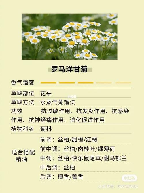 洋甘菊护肤品到底有哪些功效与作用?-图1 洋甘菊护肤品到底有哪些功效与作用?-图1