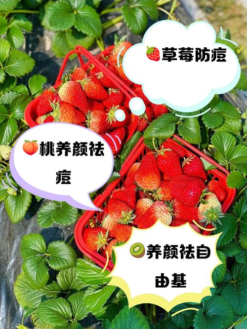 祛痘印该吃哪种水果最有效?-图3 祛痘印该吃哪种水果最有效?-图3