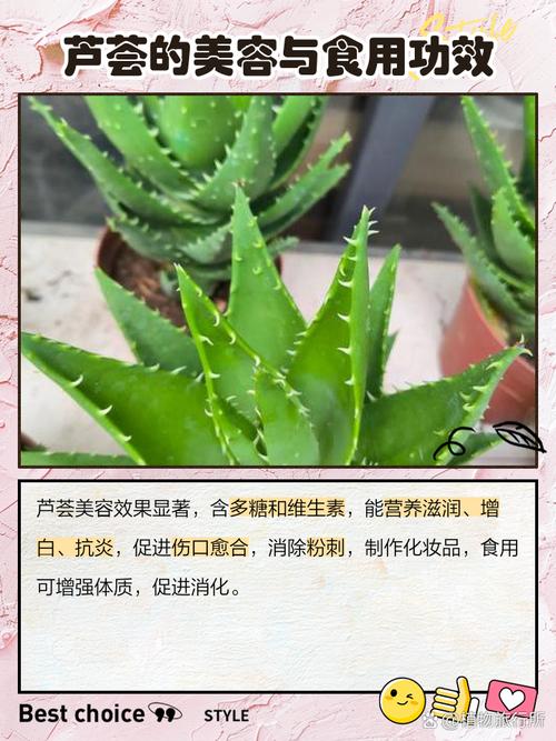 生芦荟叶子能直接祛痘吗？-图3