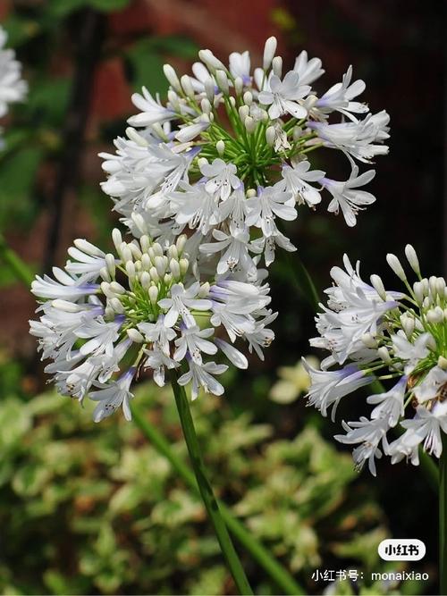 哪种植物祛痘效果最好？-图2