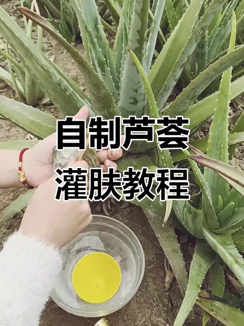 芦荟祛痘印的日常方法-图3