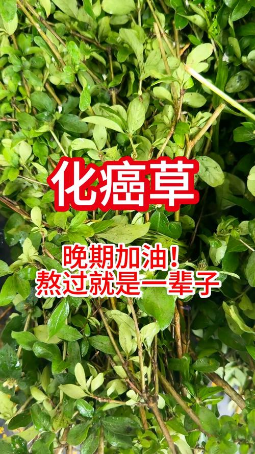 什么草能消炎祛痘？-图2