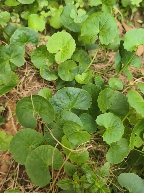 哪些植物能消肿祛痘？-图1