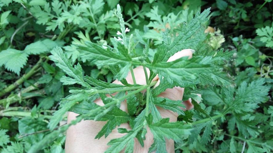 哪些植物能消肿祛痘？-图2