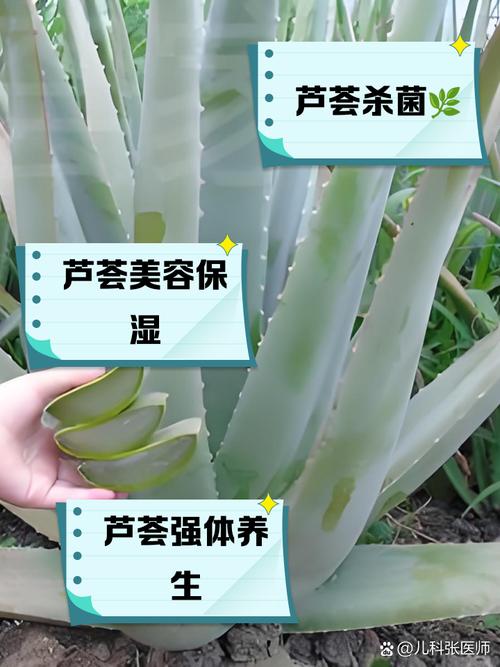 芦荟祛痘怎么用才有效？-图1