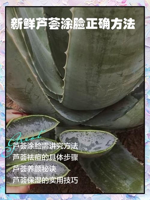 芦荟祛痘怎么用才有效？-图2