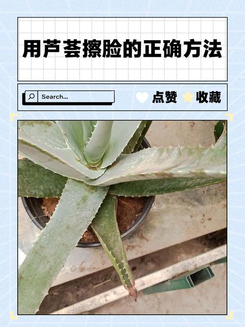 芦真能祛痘吗?视频里说的靠谱吗?-图1 芦真能祛痘吗?视频里说的靠谱吗?-图1