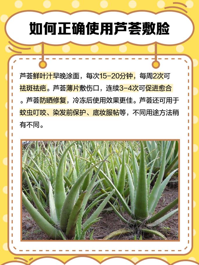 哪种芦荟能消炎祛痘？-图1
