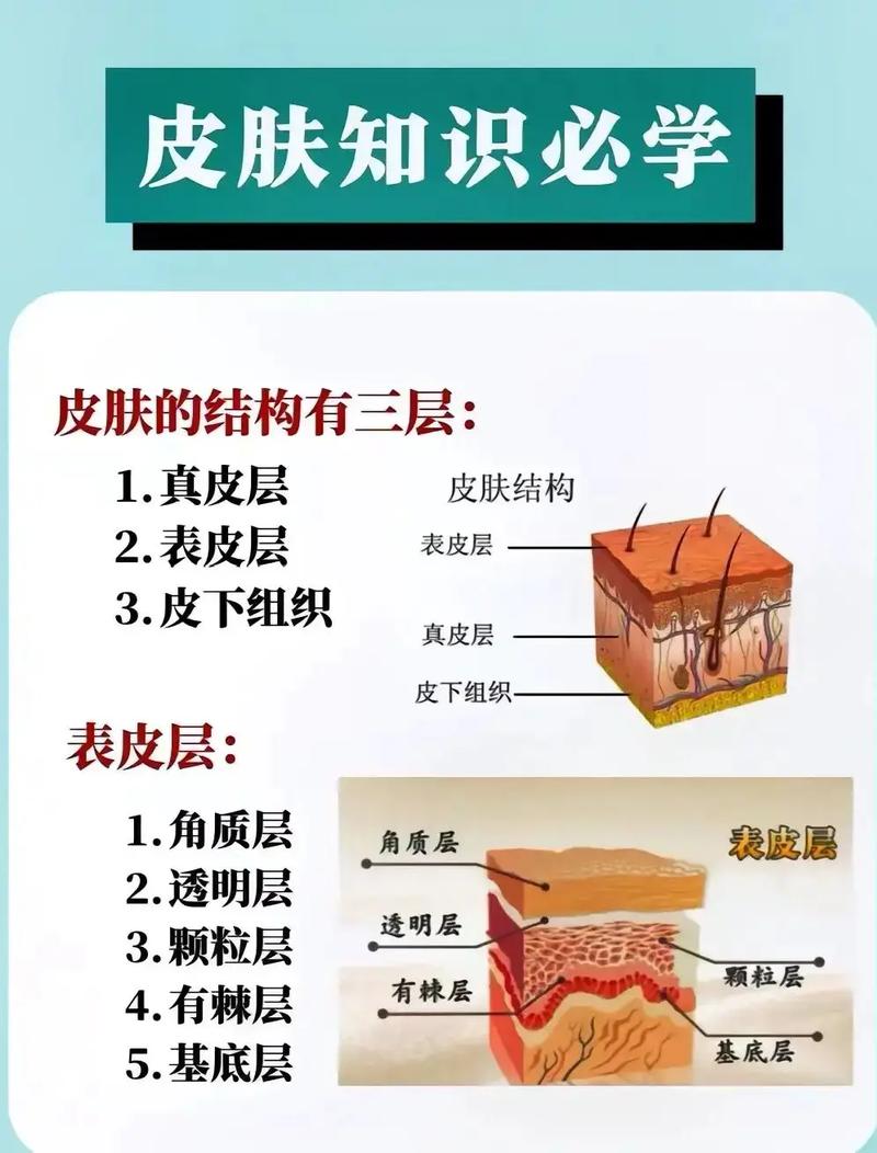 护肤品真能渗入真皮层吗?-图2 护肤品真能渗入真皮层吗?-图2