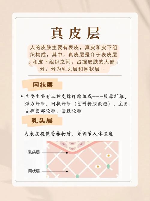 护肤品真能渗入真皮层吗?-图1 护肤品真能渗入真皮层吗?-图1