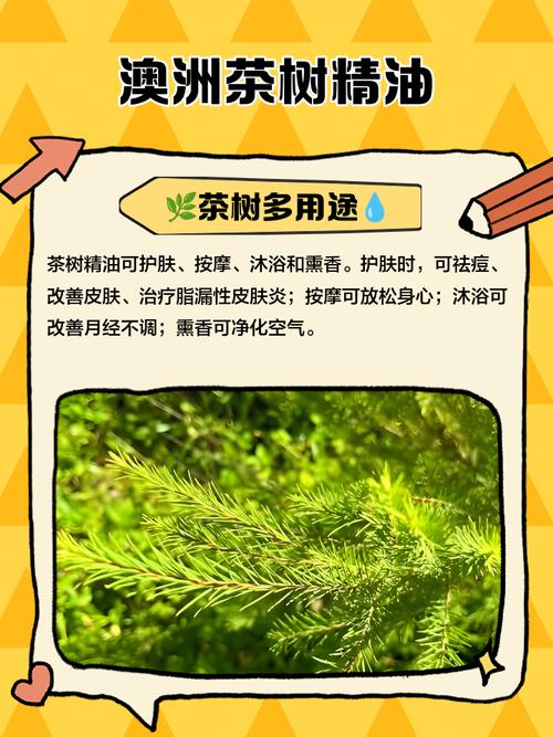 茶树祛痘精油怎么稀释才正确？-图1