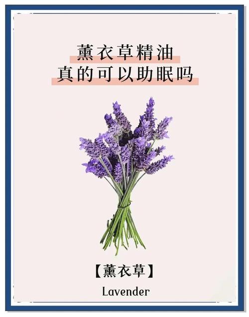 薰衣草精油祛痘真的有效吗?-图1 薰衣草精油祛痘真的有效吗?-图1