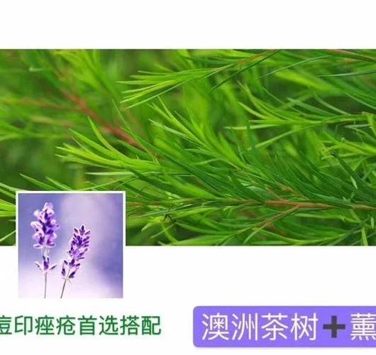 祛痘印,茶树和薰衣草哪个更有效?-图1 祛痘印,茶树和薰衣草哪个更有效?-图1