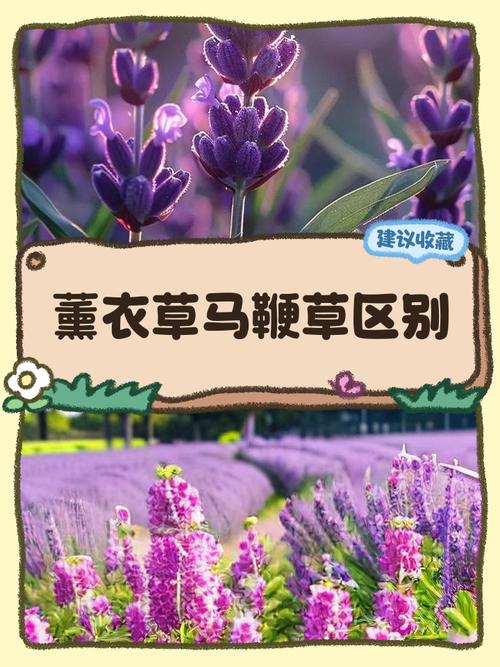 祛痘印,茶树和薰衣草哪个更有效?-图3 祛痘印,茶树和薰衣草哪个更有效?-图3