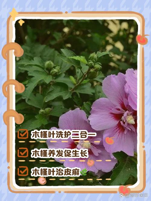 木槿花护肤功效具体有哪些？-图1