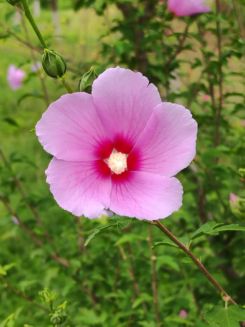 木槿花护肤功效具体有哪些？-图3