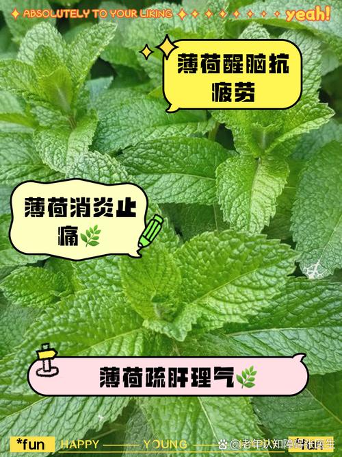 薄荷叶捣碎真能祛痘印吗？-图2