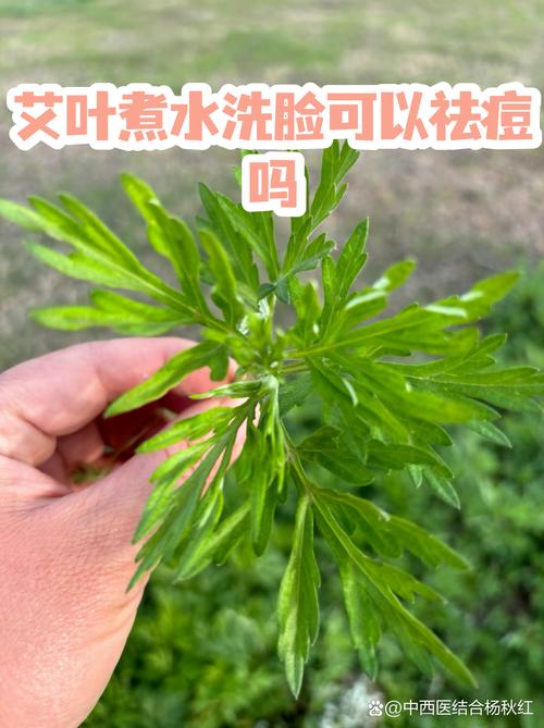 艾草洗脸真能祛痘吗？-图1