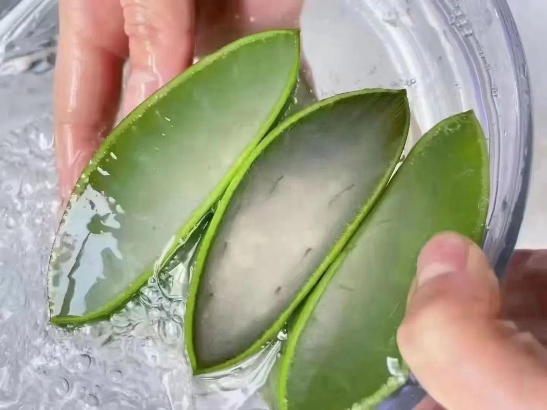 芦荟祛痘真的有效吗？-图1