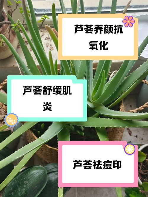 芦荟祛痘最简单方法是什么？-图3