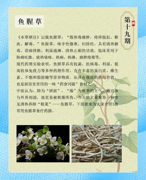 鱼腥草外敷能祛痘吗？-图3