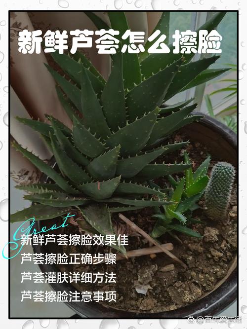 芦荟擦脸真能祛痘吗？-图2